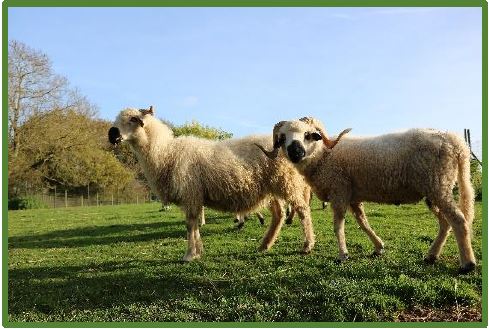 des moutons tondeuse