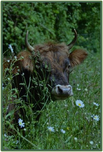 une vache noire